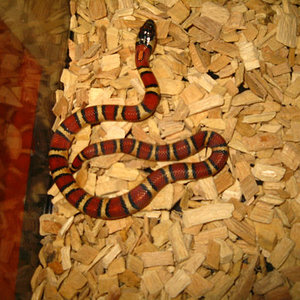 intergrado mexicana.jpg