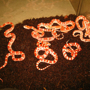 jungle albino x butter motley.jpg