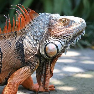 Iguana_verm.JPG