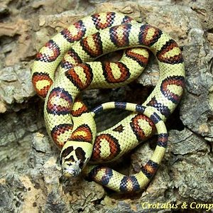 thayeri x nelsoni.jpg