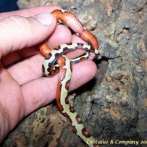 thayeri x nelsoni vientre.jpg