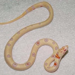Albino Nelsons Milksnake X Thayeri Kingsnake (clown).jpg