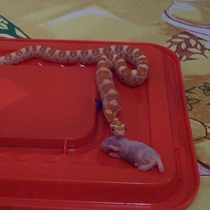 a por el segundo plato.JPG