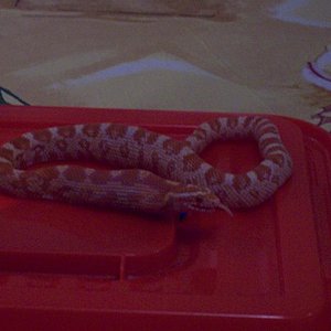 no quiero postre.JPG