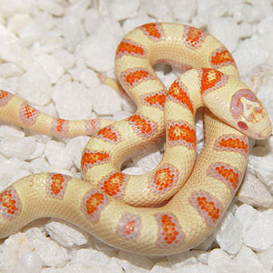 thayeri x nelsoni.jpg