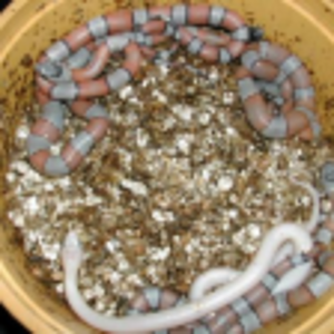 alterna leucistica.png