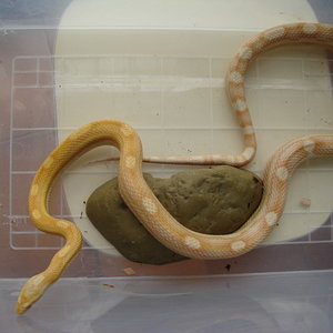 butter motley (macho),12 de Noviembre de 2007.JPG