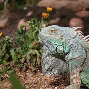 la meva iguana.JPG