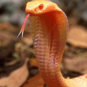 naja naja albina.jpg