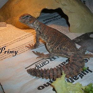 uro geyri            primy.JPG