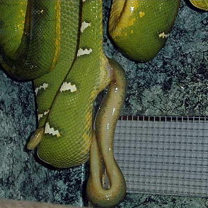 Caninus pariendo.jpg