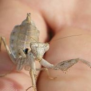 Ameles spallanziana reducida.JPG