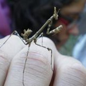 Ninfa Empusa pennata reducida.JPG