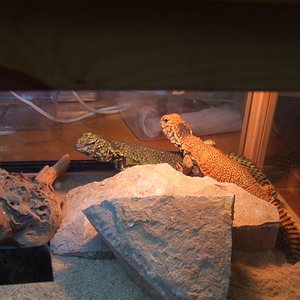 DSCF1079 (Large).JPG