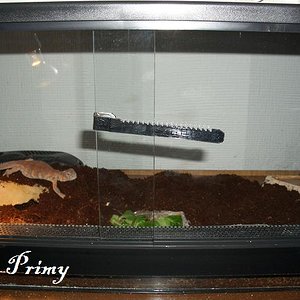 urox terrario red.JPG