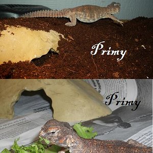 algo de evolucion.JPG