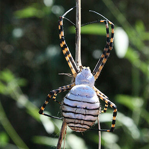Argiope-2.jpg