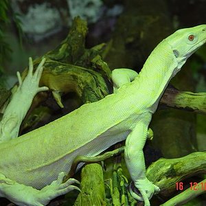 Niloticus Albina (Small).jpg