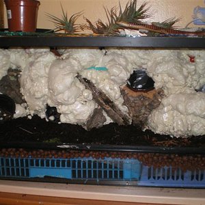 Construccio del vivari 039 (Small).jpg