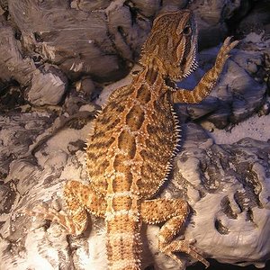 saludando al foro.JPG