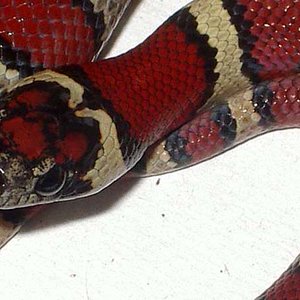 mexicana x greeri x thayeri macho detalle.JPG