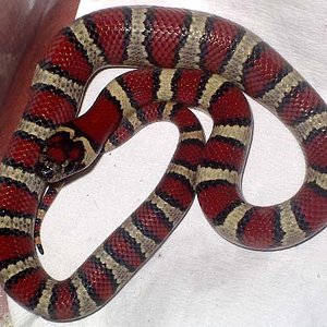 mexicana x greeri x thayeri macho.JPG