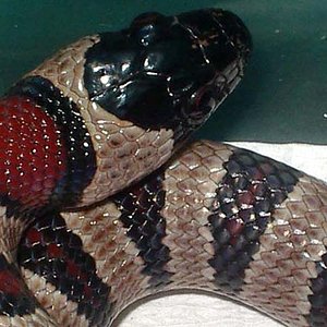 mexicana x greeri x thayeri hembra detalle.JPG