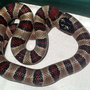 mexicana x greeri x thayeri hembra.JPG