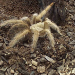 tarantula.jpg