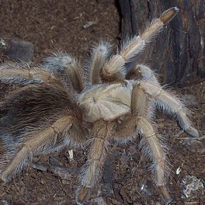 tarantula2.jpg