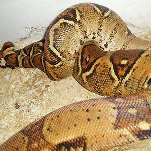 copula de boas 1.JPG