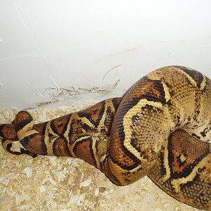 copula de boas 2.JPG