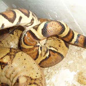 copula boas 3.JPG