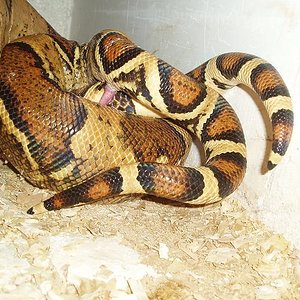 copula boas 4.JPG