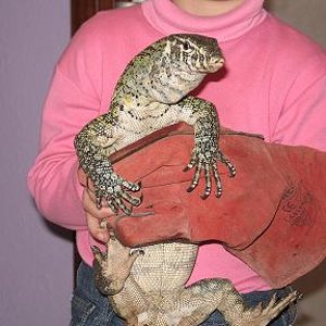 varanos niloticus 029 reduc.JPG