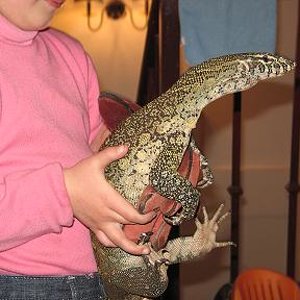 varanos niloticus 033 rec.JPG