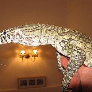 varanos niloticus 041reduc.JPG