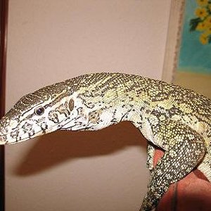 varanus niloticus reducc.JPG