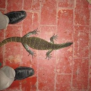 varanos niloticus 012 redc.JPG