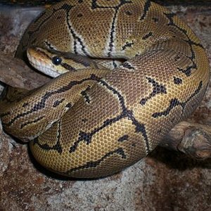 para faunaexotica 005.jpg