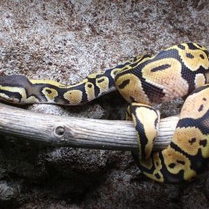 para faunaexotica 004.JPG