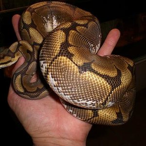 para faunaexotica 006.jpg