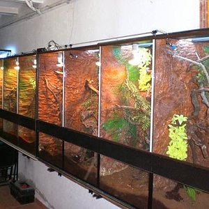 para faunaexotica 002.jpg