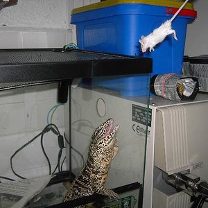 Copia de PICT5203.JPG