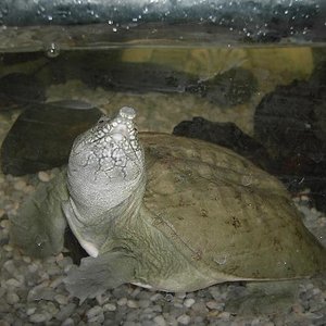 Copia de PICT4785.JPG