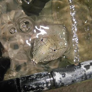 Copia de PICT4786.JPG