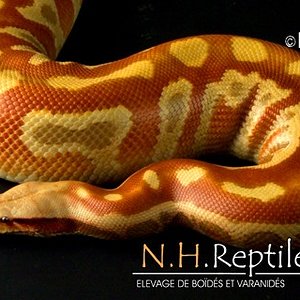 madre albinitos T+.jpg