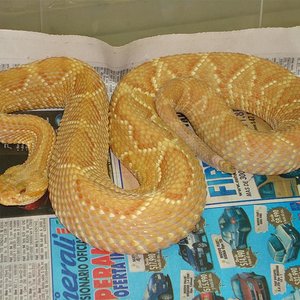 DSC01032 (Large).JPG