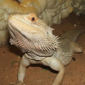 pogona2.jpg