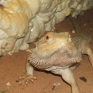 pogona3.jpg